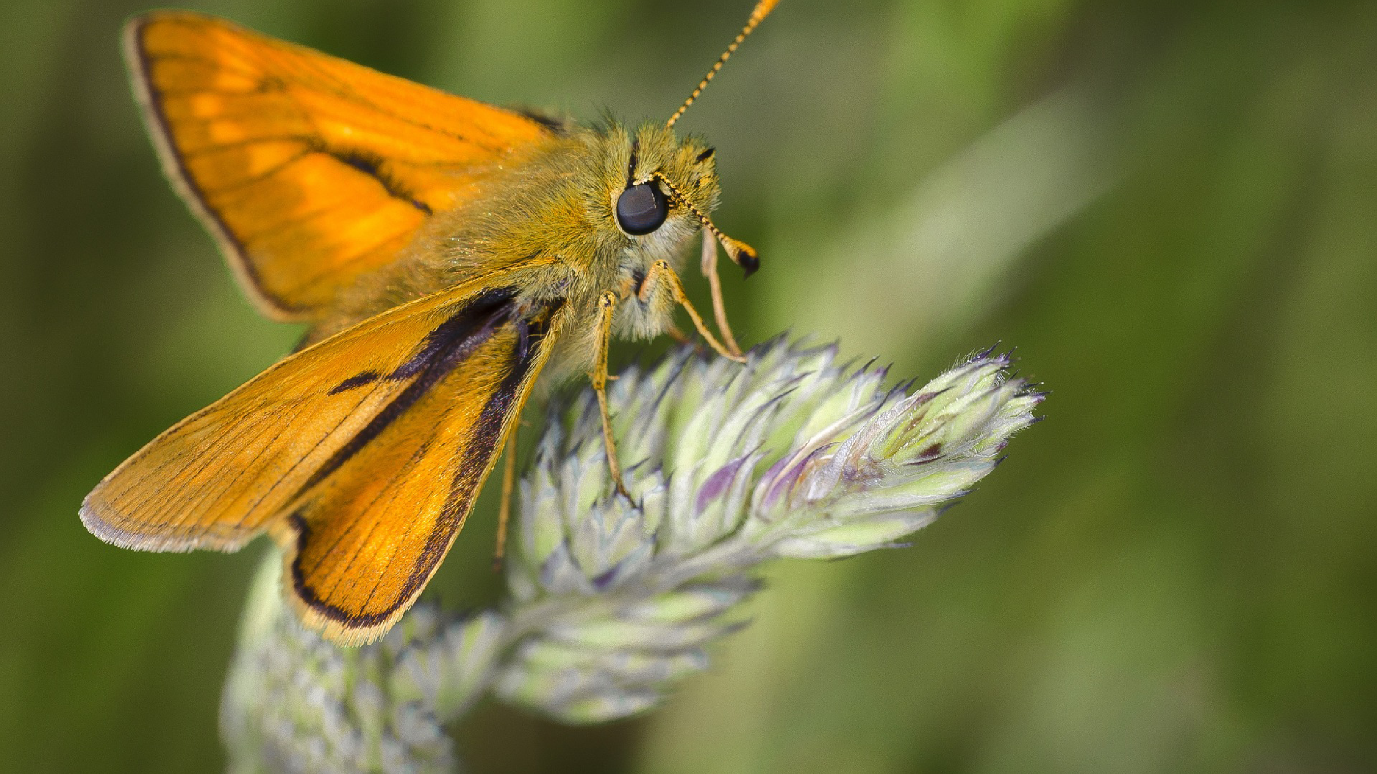 Using JASMIN for the largest ever UK wildlife assessment