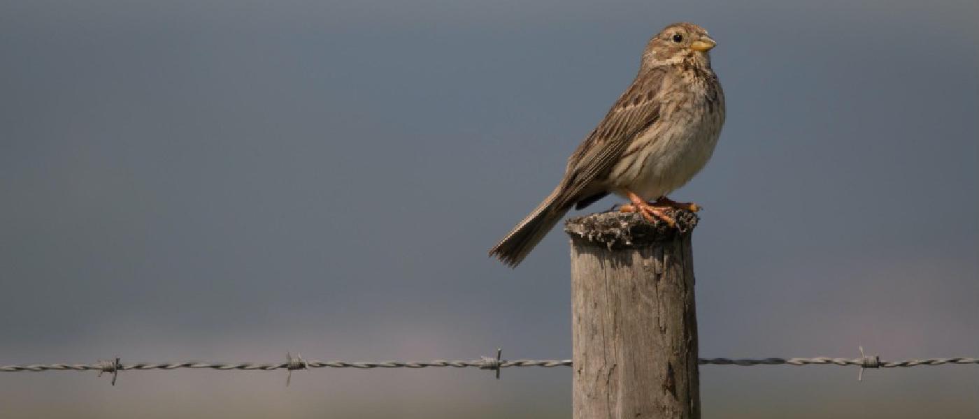 JASMIN helps track the impact of climate change on UK birds